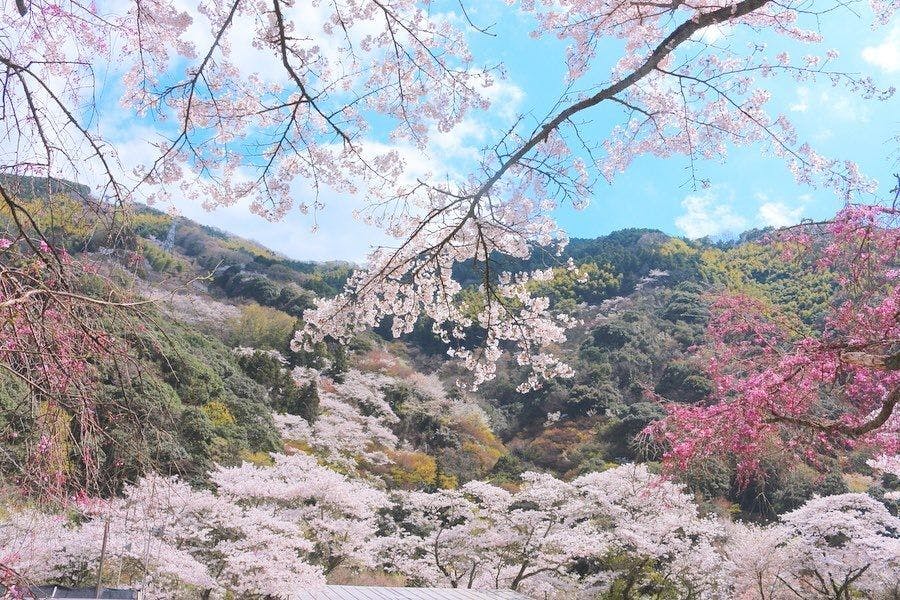 奥道後　壱湯の守