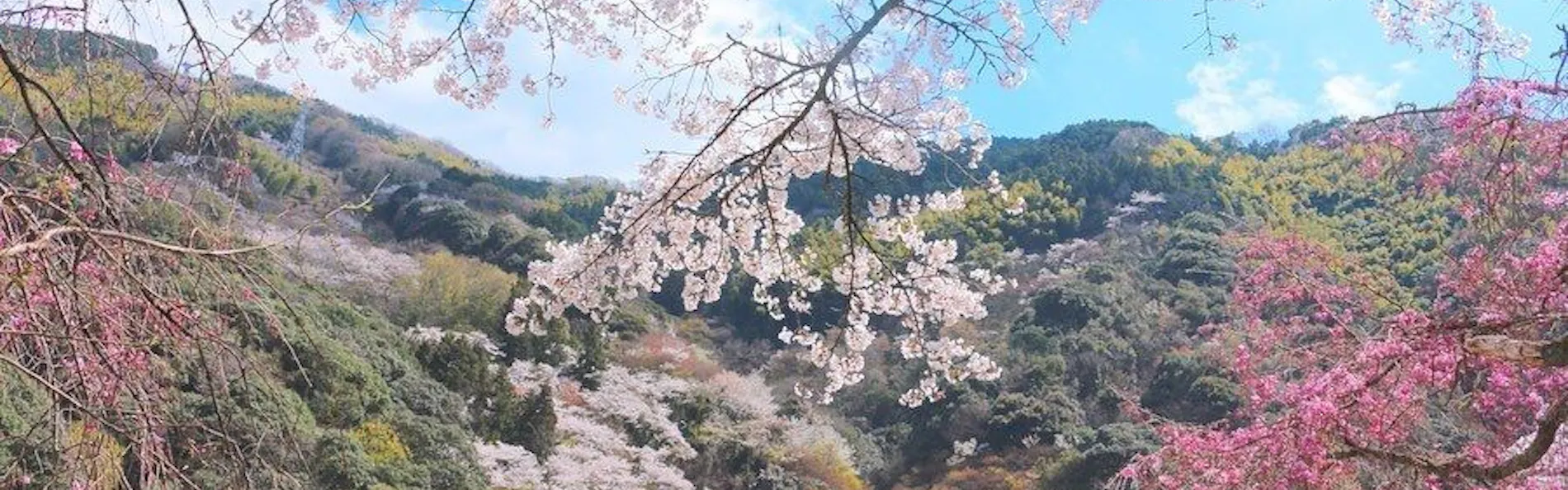 奥道後 壱湯の守