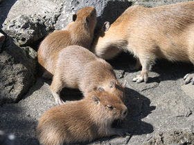 ラフォーレ倶楽部　伊東温泉　湯の庭