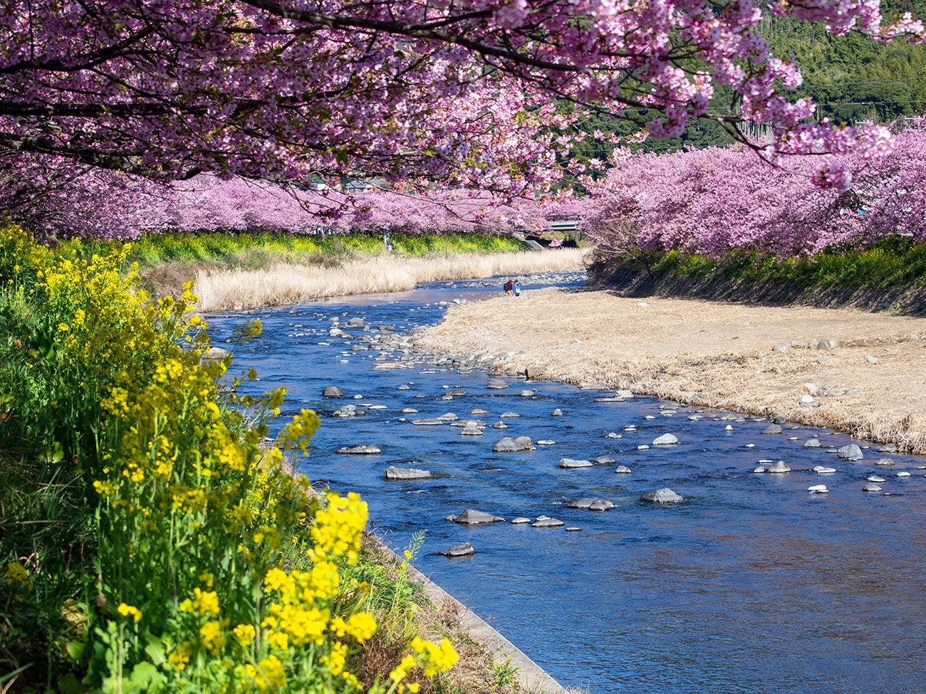 河津桜まつり2026