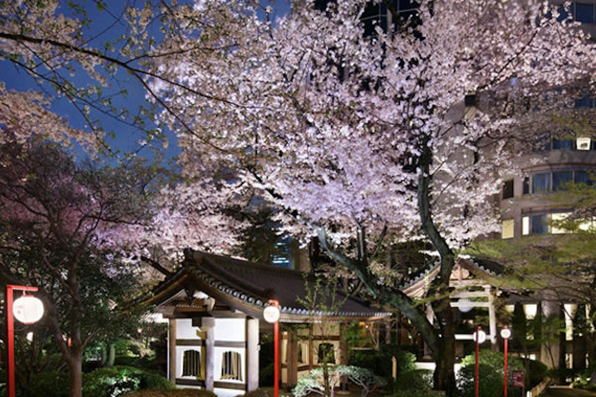 Taman Jepun Musim Bunga