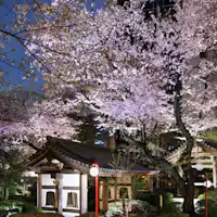 Taman Jepun Musim Bunga