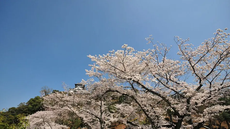Akariya Geihanro