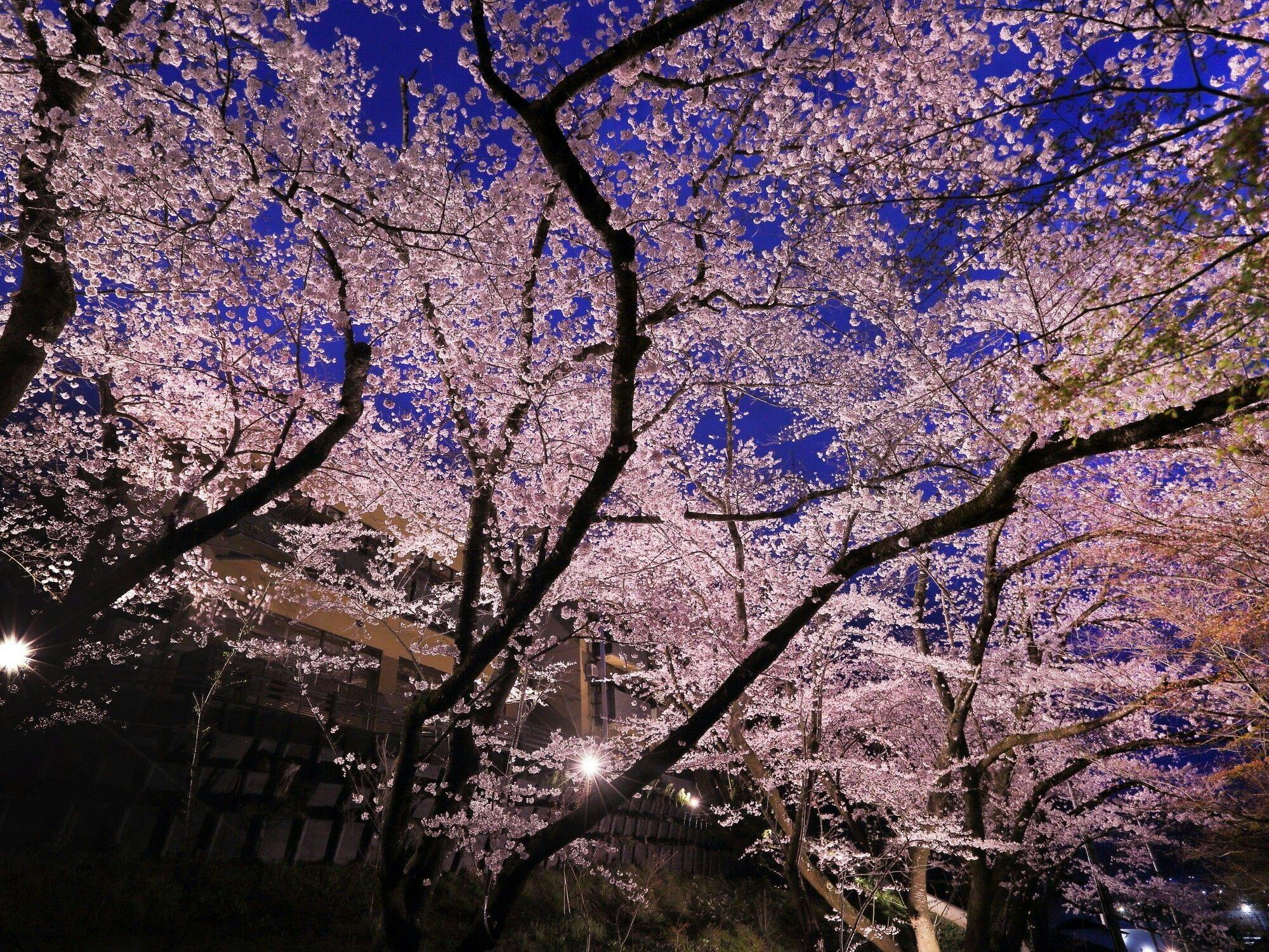 おやど森の音