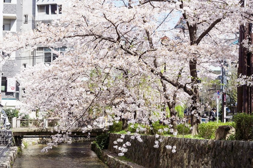 桜の時期の高瀬川（ホテルから徒歩1分）