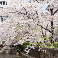 桜の時期の高瀬川(ホテルから徒歩1分)