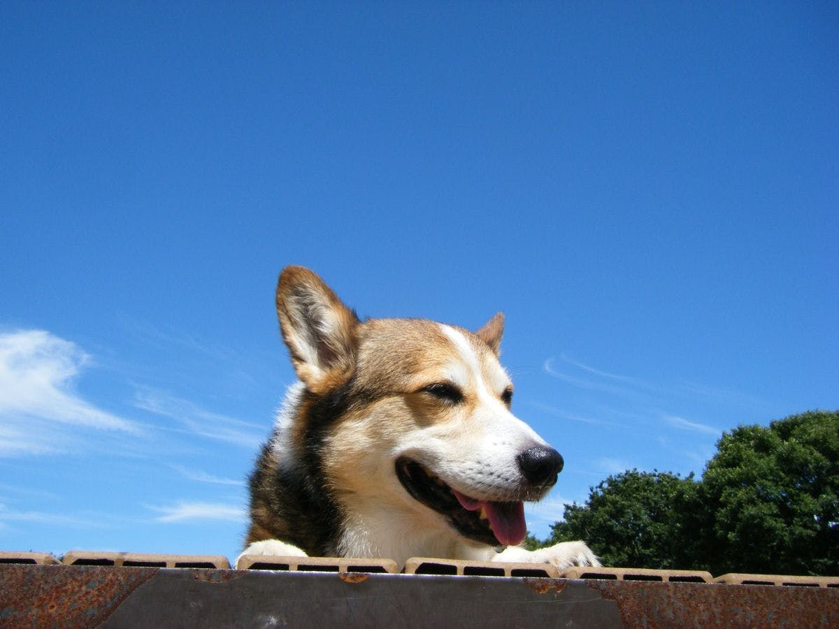 ゆとりろ蓼科ホテルwith DOGS