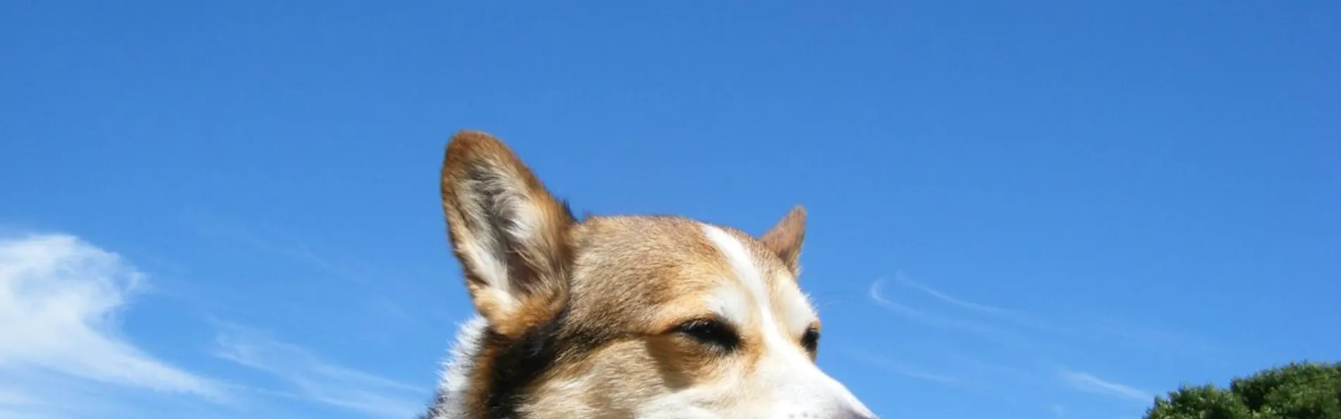 ゆとりろ蓼科ホテルwith DOGS