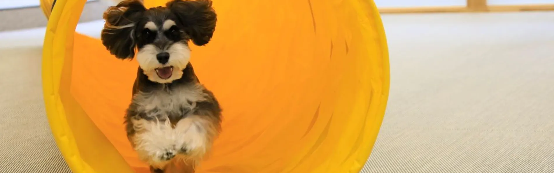 ゆとりろ蓼科ホテルwith DOGS