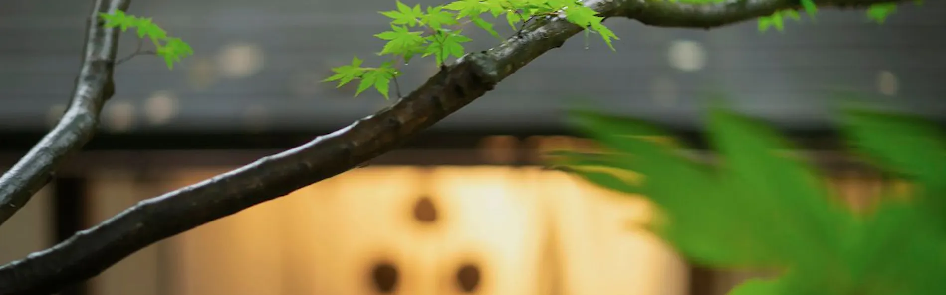 川魚・山菜料理 和田屋