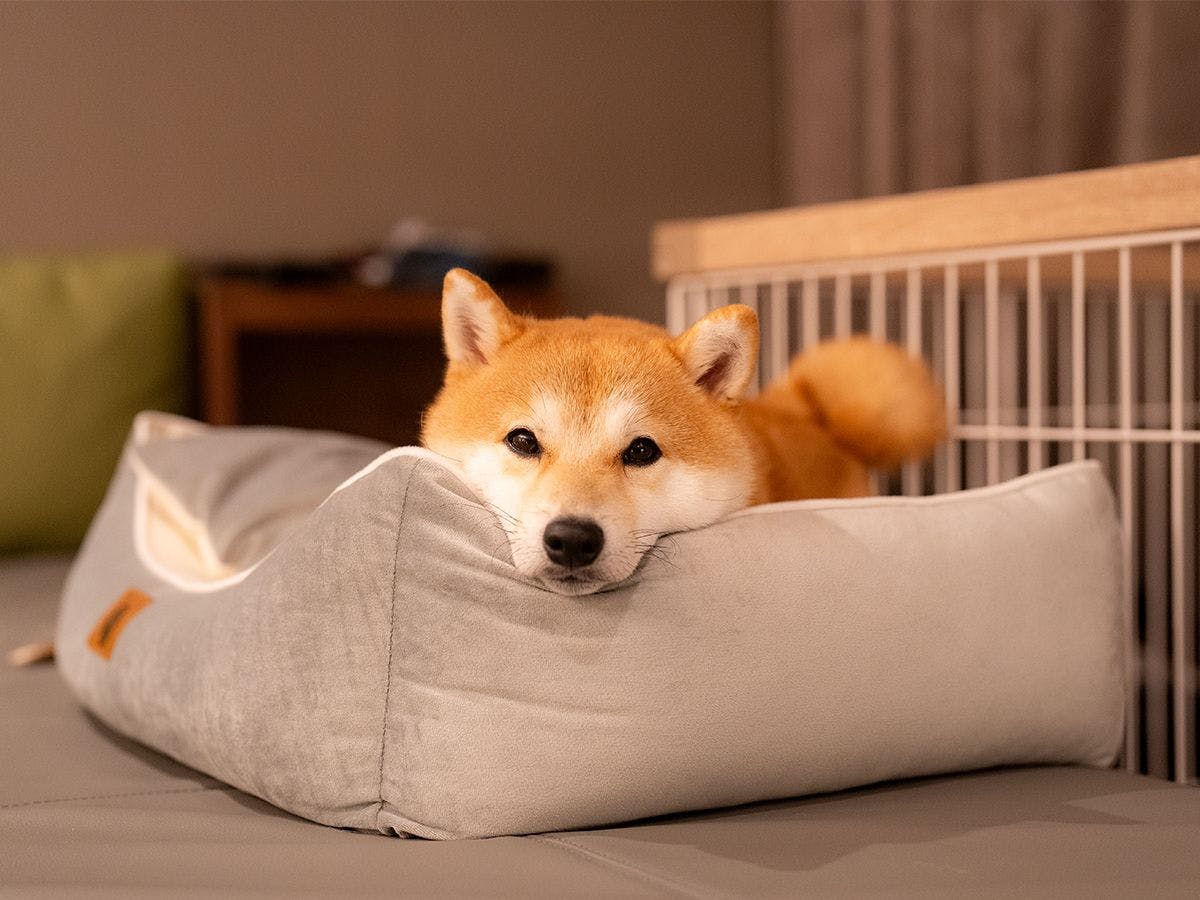 嬉野 八十八