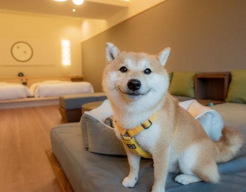 ワンちゃんOKプレミアムスイート※イメージ