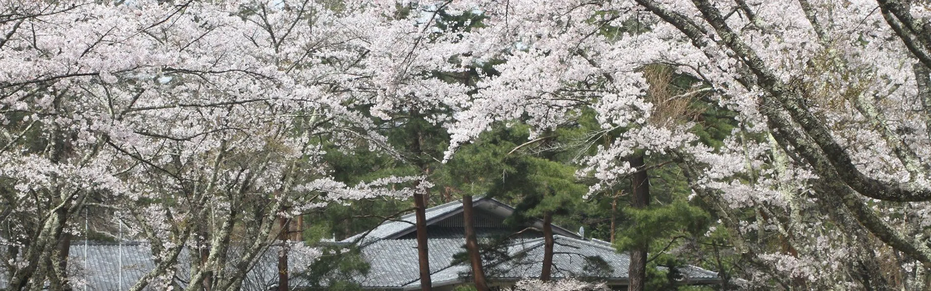 THE SENSE FUJI