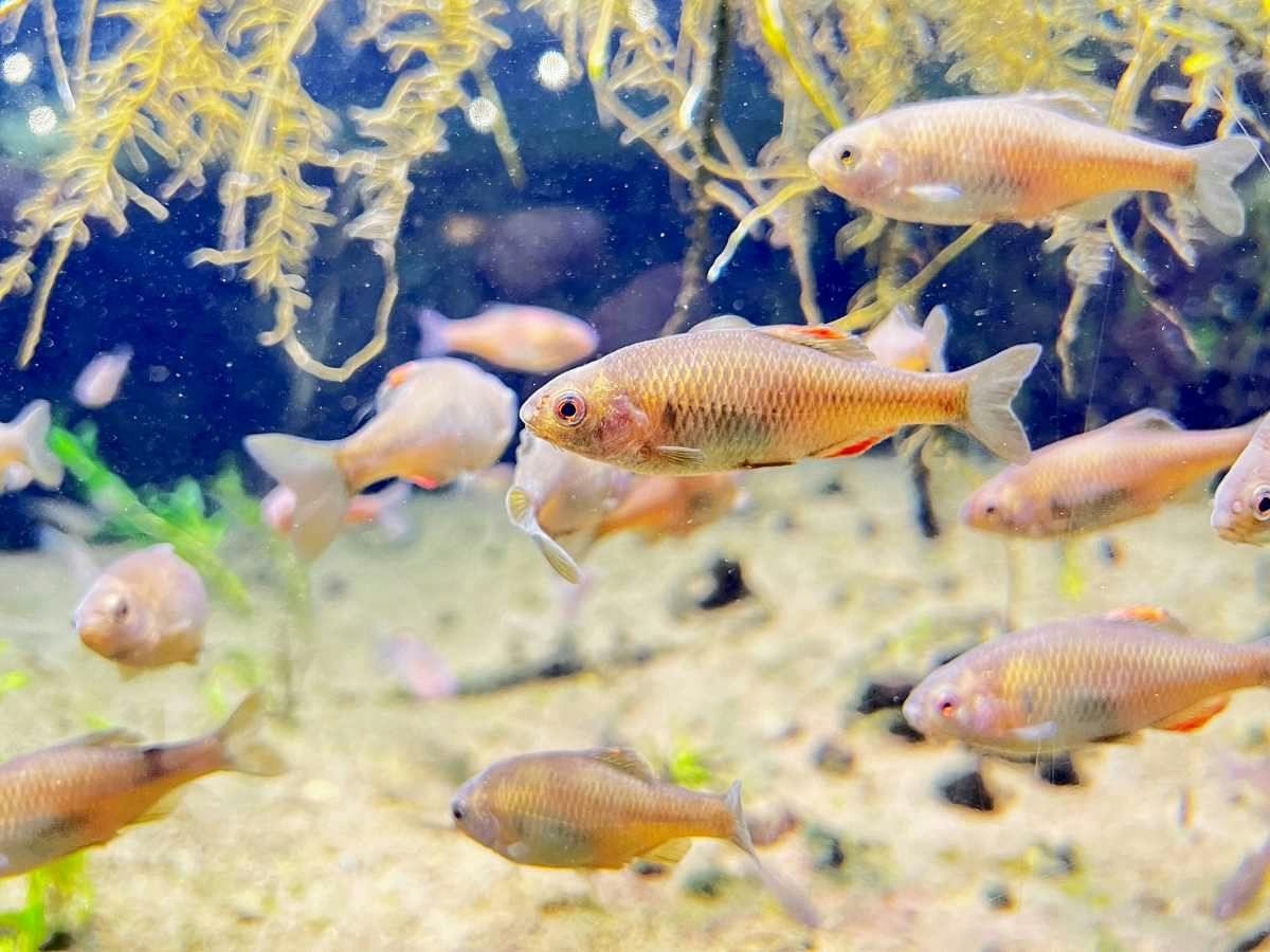 湖川の淡水生物を知る【いなわしろカワセミ水族館】入館券付き！夕朝食付ファミリープラン