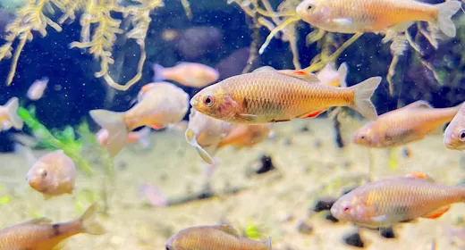 湖川の淡水生物を知る【いなわしろカワセミ水族館】入館券付き!夕朝食付ファミリープラン