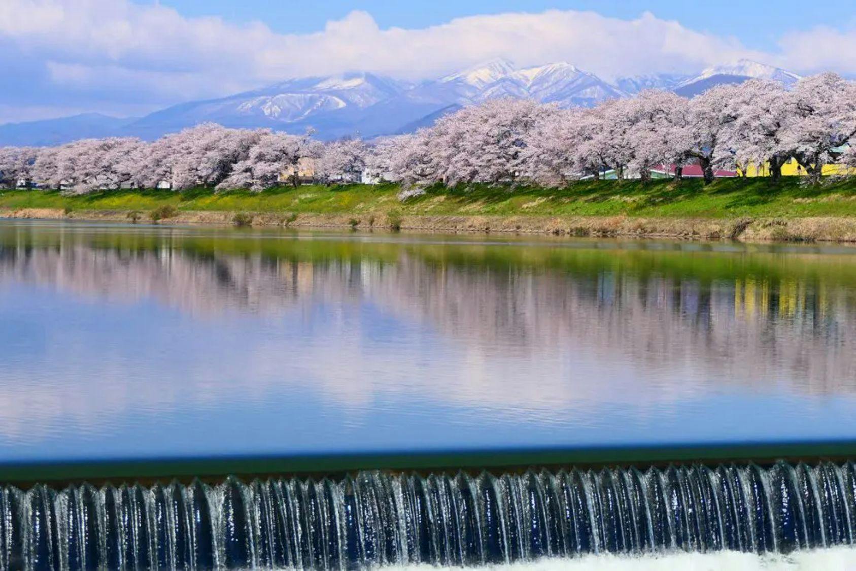 Tebing Sungai Shiroishi: Deretan 1,000 Pokok Sakura dalam Satu Pandangan
