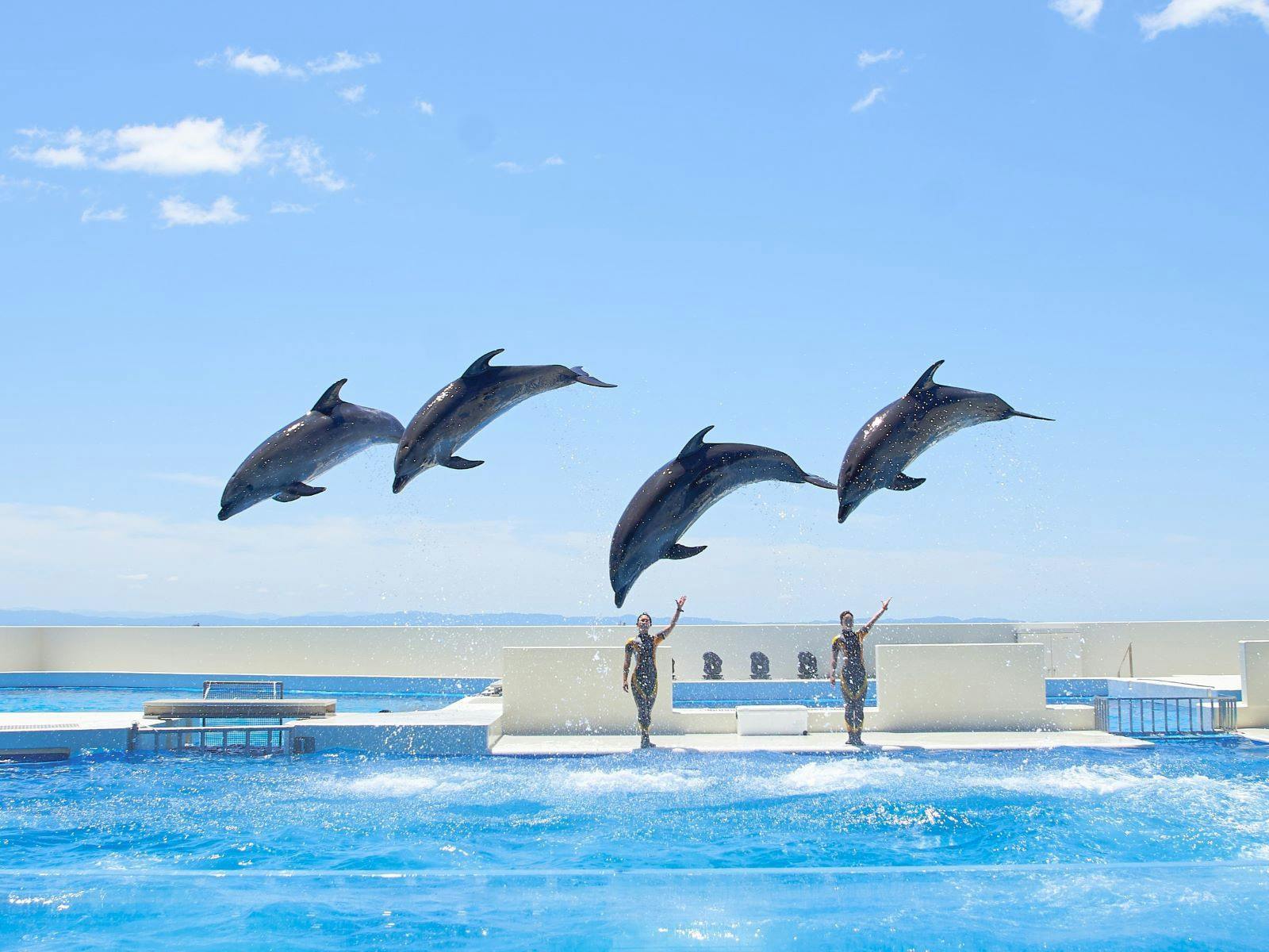 ซีเวิลด์_การแสดงโลม่า