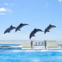 ซีเวิลด์_การแสดงโลม่า