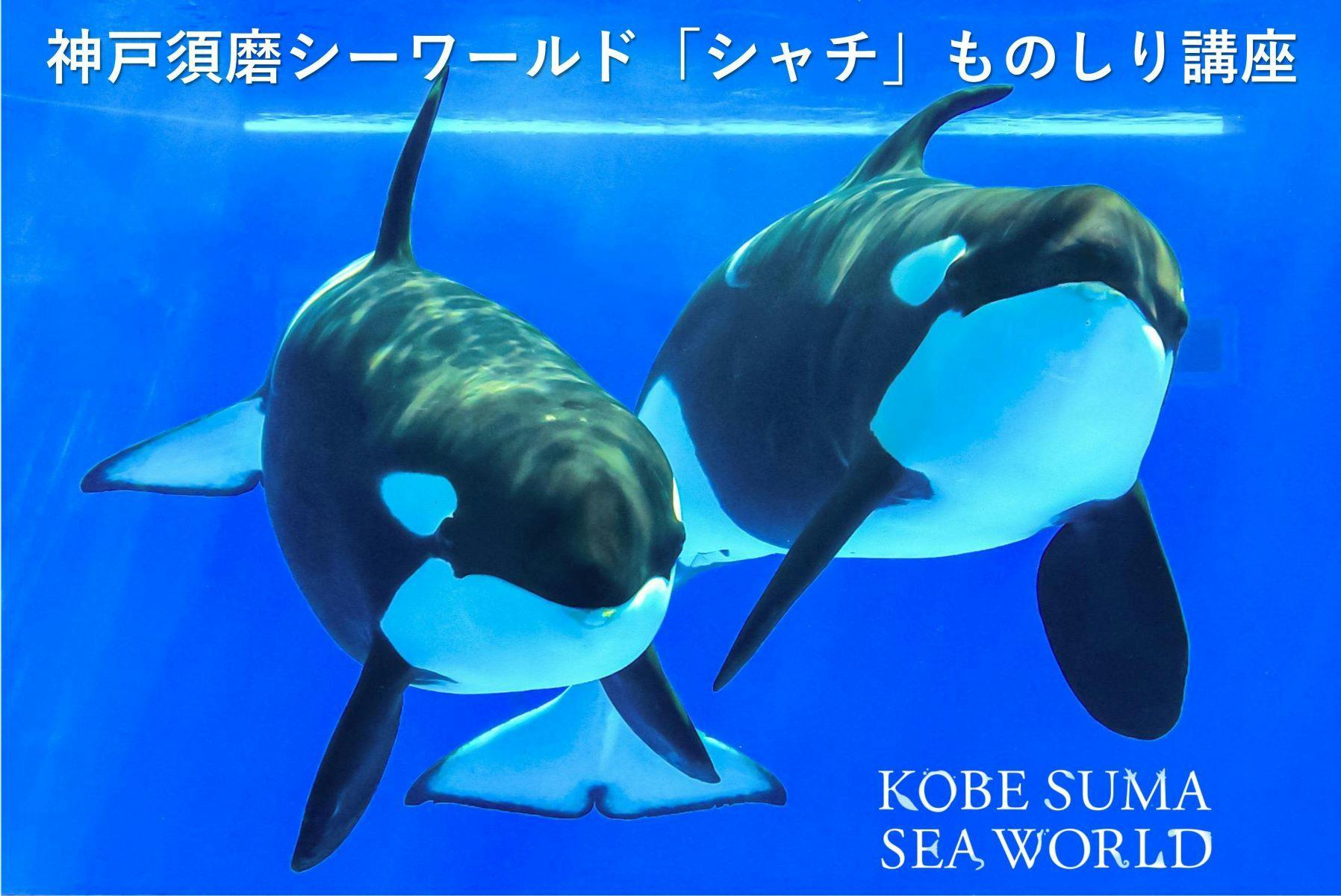 神戸須磨シーワールドホテル - オリジナルシャチぬいぐるみ付きプラン