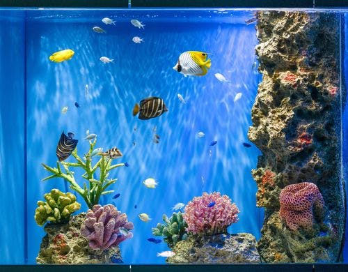 プレミアキングアクア水槽