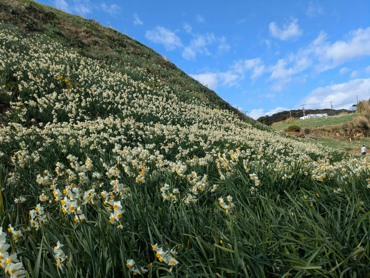 เทศกาลดอกสุ่ยเซ็นชิโมดะ 2026