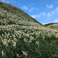 เทศกาลดอกสุ่ยเซ็นชิโมดะ 2026