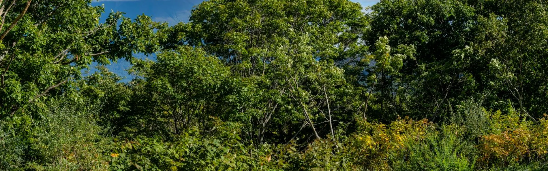 シャレーアイビーワイス
