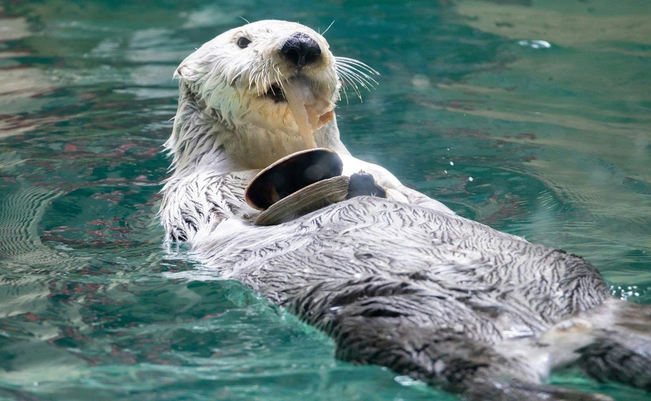 【鳥羽水族館チケット付】至福の美味旅～夕食は松阪牛しゃぶしゃぶ～朝食は蟹食べ放題！ビュッフェプラン