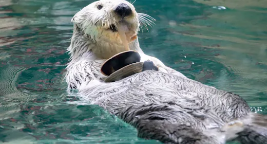 【鳥羽水族館チケット付】至福の美味旅~夕食は松阪牛しゃぶしゃぶ~朝食は蟹食べ放題!ビュッフェプラン