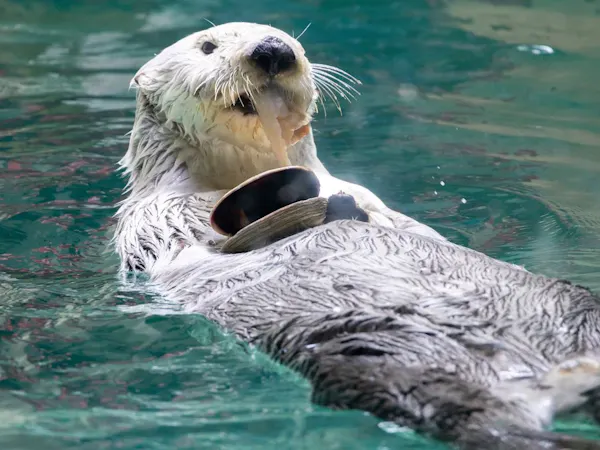 【鳥羽水族館チケット付】至福の美味旅~夕食は松阪牛しゃぶしゃぶ~朝食は蟹食べ放題!ビュッフェプラン