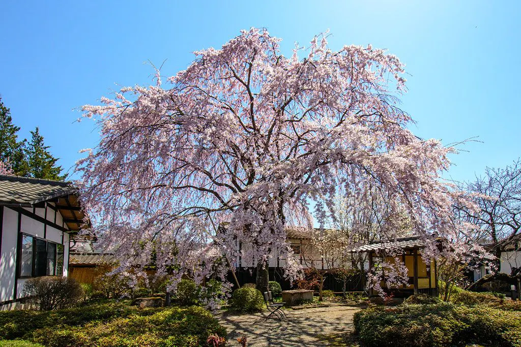 シンボルツリーのしだれ桜