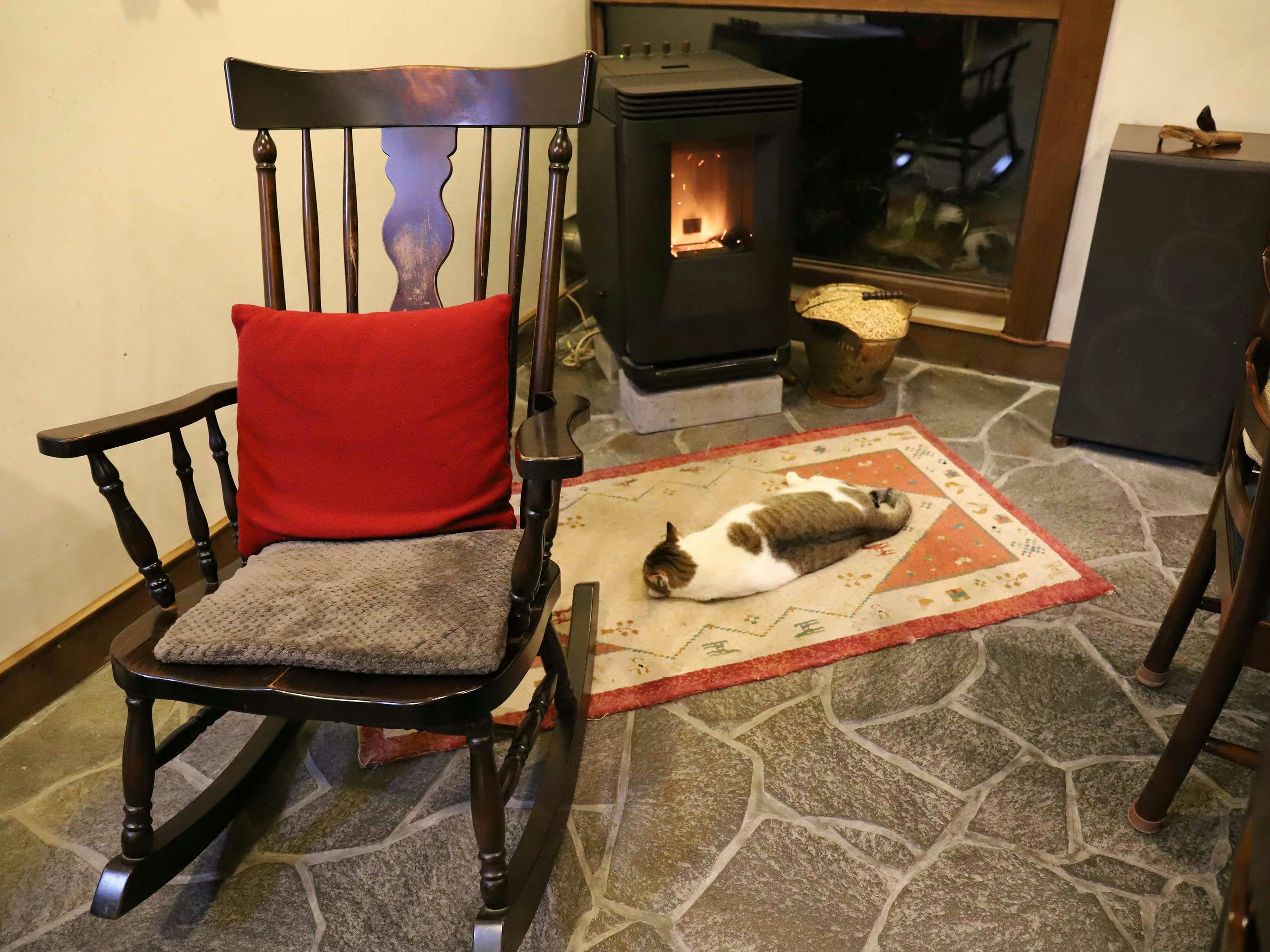 Di dalam premis tempat kucing berkeliaran