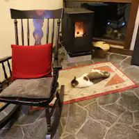 Di dalam premis tempat kucing berkeliaran