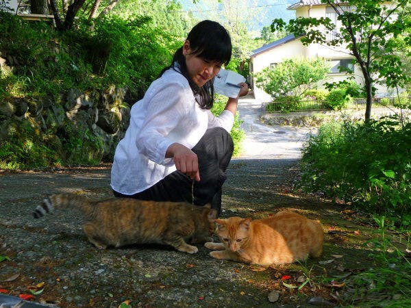 Kucing yang jinak sering datang dan pergi...