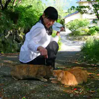 Kucing yang jinak sering datang dan pergi...