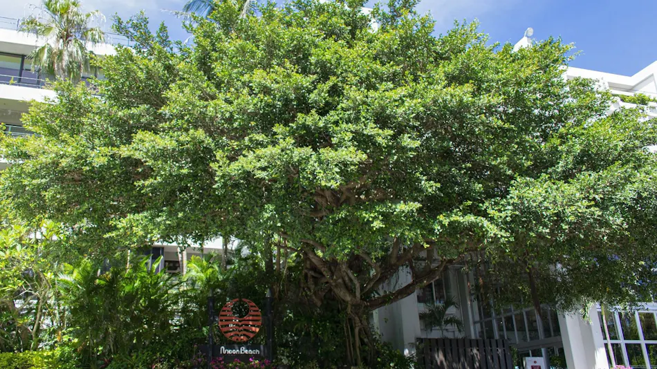 The Moon Beach Museum Resort