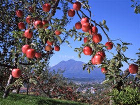 星と森のロマントピア 星の宿白鳥座