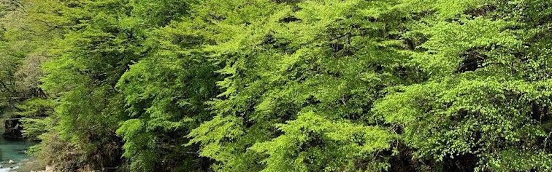 四万温泉 やまぐち館