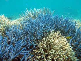 ティンヌカーラ