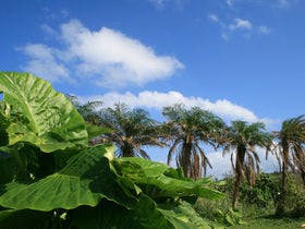 ティンヌカーラ