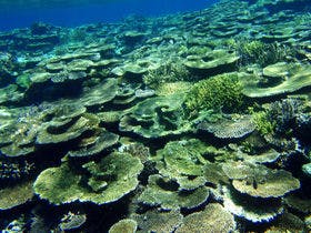 ティンヌカーラ