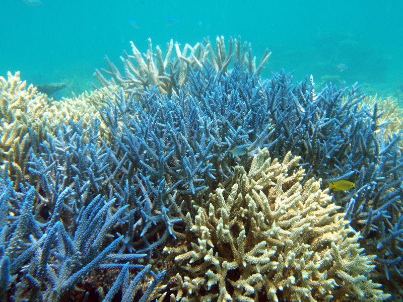 透き通った美しい海