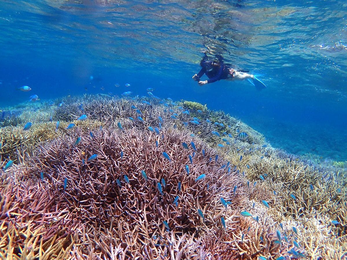 透き通った水中世界をお楽しみください！