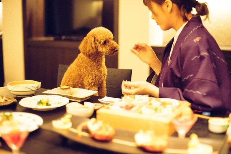 愛犬と泊まれる宿　Ｄ＋ＫＩＲＩＳＨＩＭＡ