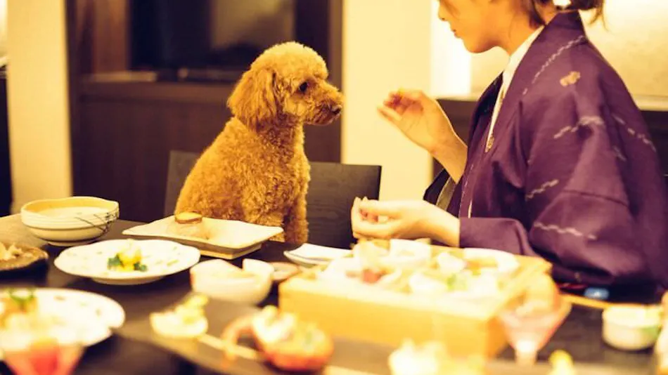 Pet-Friendly Accommodation D+KIRISHIMA