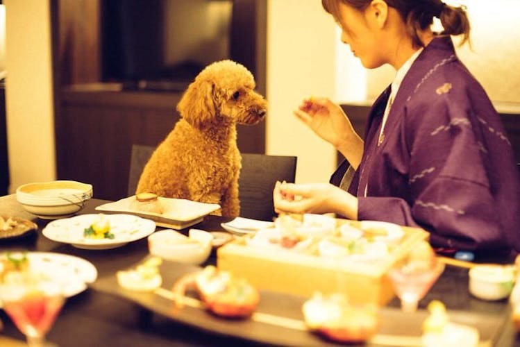 お部屋食だからわんちゃんものんびり