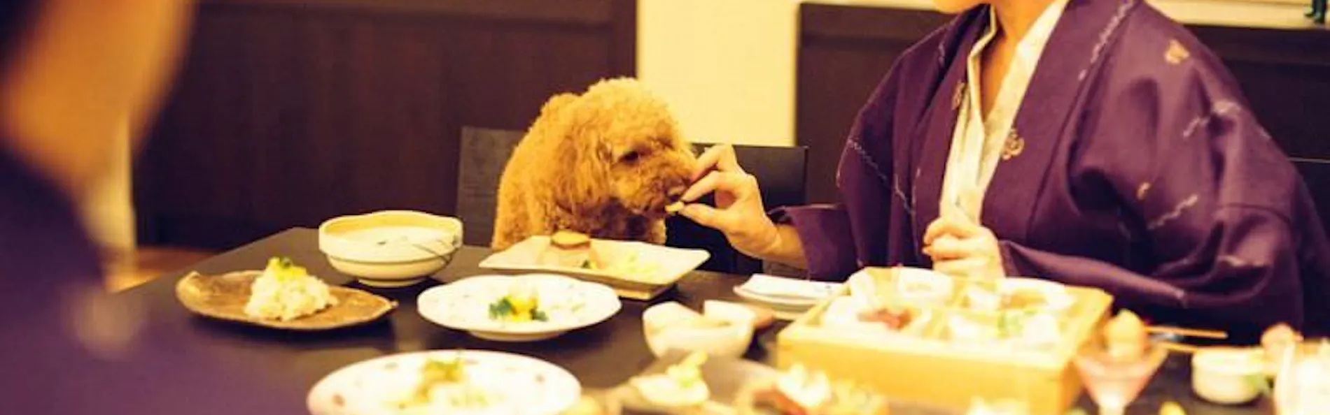 愛犬と泊まれる宿 D+KIRISHIMA