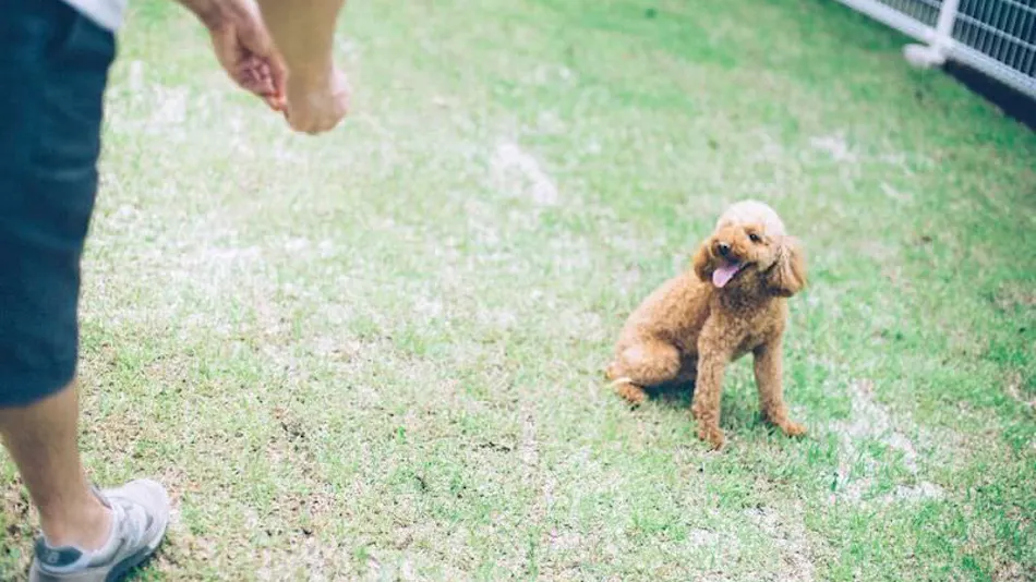 Pet-Friendly Accommodation D+KIRISHIMA