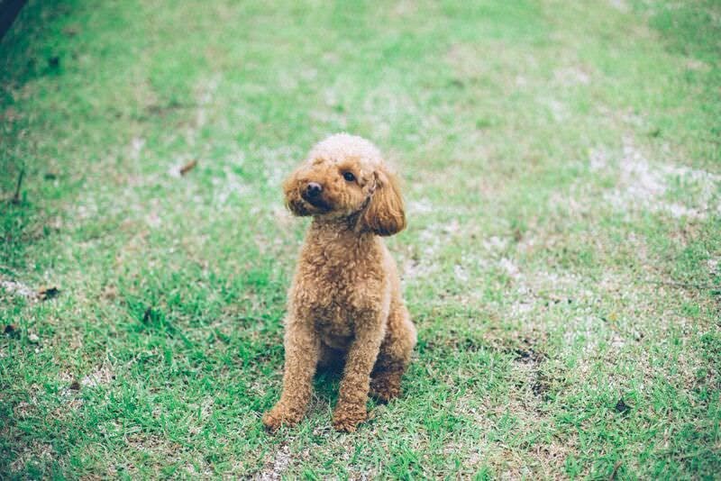 専用のドッグランや足洗い場を完備。