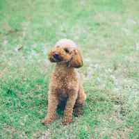 専用のドッグランや足洗い場を完備。